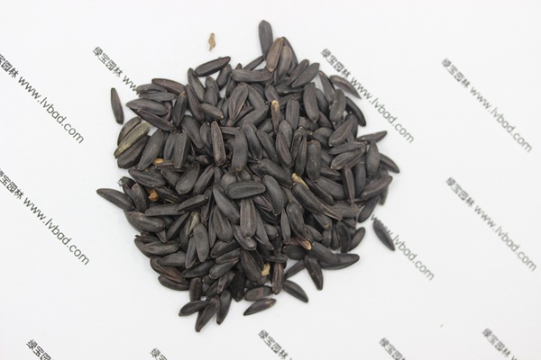 <a href='http://m.wuzhouwash.com/caohuazhongzi/1018.html' target='_blank'>矮向日葵種子</a>