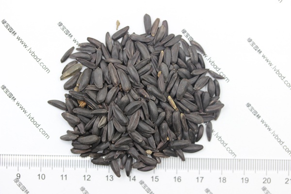<a href='http://m.wuzhouwash.com/caohuazhongzi/1018.html' target='_blank'>矮向日葵種子</a>
