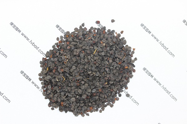 常夏<a href='http://m.wuzhouwash.com/caohuazhongzi/97045.html' target='_blank'>石竹種子</a>
