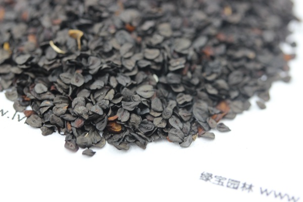 <a href='http://m.wuzhouwash.com/caohuazhongzi/1030.html' target='_blank'>常夏石竹種子</a>