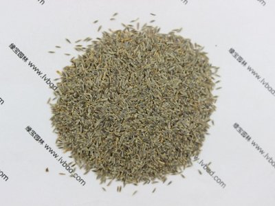 大濱菊種子