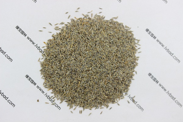 <a href='http://m.wuzhouwash.com/caohuazhongzi/1034.html' target='_blank'>大濱菊</a><a href='http://m.wuzhouwash.com/' target='_blank'>種子</a>