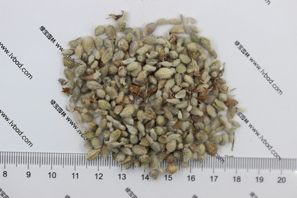 <a href='http://m.wuzhouwash.com/mucaozhongzi/1685.html' target='_blank'>花棒種子</a>