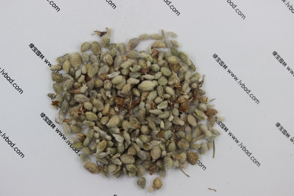 <a href='http://m.wuzhouwash.com/mucaozhongzi/1685.html' target='_blank'>花棒</a><a href='http://m.wuzhouwash.com/' target='_blank'>種子</a>