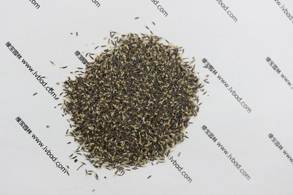 <a href='http://m.wuzhouwash.com/caohuazhongzi/1074.html' target='_blank'>藿香薊</a><a href='http://m.wuzhouwash.com/' target='_blank'>種子</a>