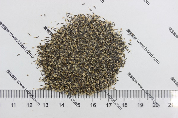 <a href='http://m.wuzhouwash.com/caohuazhongzi/1074.html' target='_blank'>藿香薊種子</a>