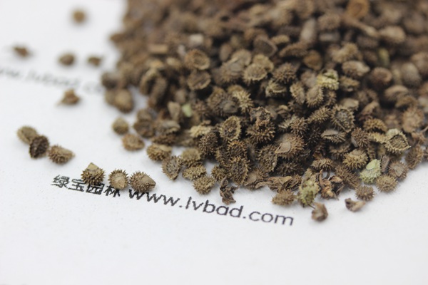 <a href='http://m.wuzhouwash.com/caohuazhongzi/1635.html' target='_blank'>勿忘我種子</a>