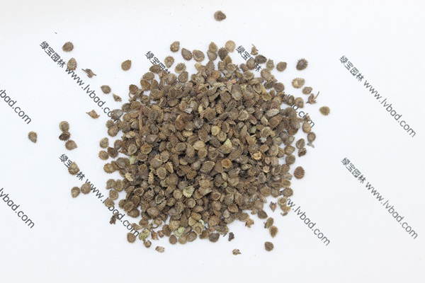 <a href='http://m.wuzhouwash.com/caohuazhongzi/1635.html' target='_blank'>勿忘我</a><a href='http://m.wuzhouwash.com/' target='_blank'>種子</a>