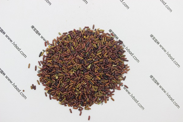 <a href='http://m.wuzhouwash.com/caohuazhongzi/1640.html' target='_blank'>小冠花</a><a href='http://m.wuzhouwash.com/' target='_blank'>種子</a>
