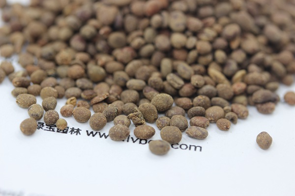 <a href='http://m.wuzhouwash.com/caohuazhongzi/1655.html' target='_blank'>指甲花</a><a href='http://m.wuzhouwash.com/' target='_blank'>種子</a>