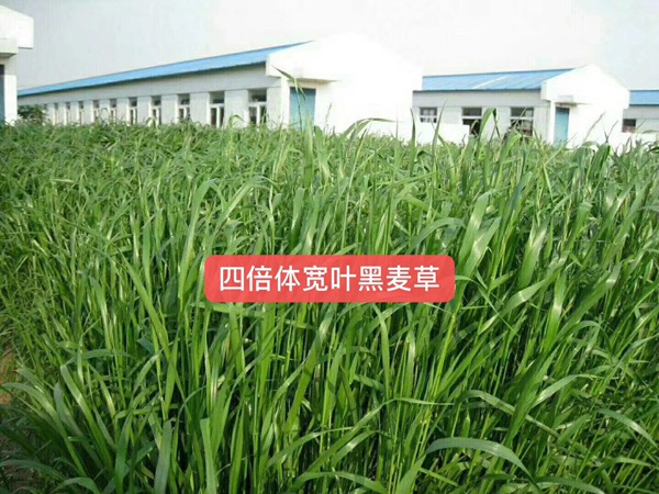 多倍體黑麥草<a href='http://m.wuzhouwash.com/' target='_blank'>種子</a>