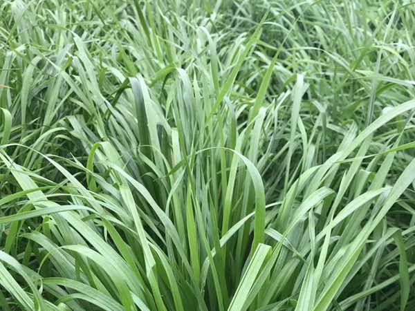 <a href='http://m.wuzhouwash.com/mucaozhongzi/16011.html' target='_blank'>多倍體黑麥草種子</a>