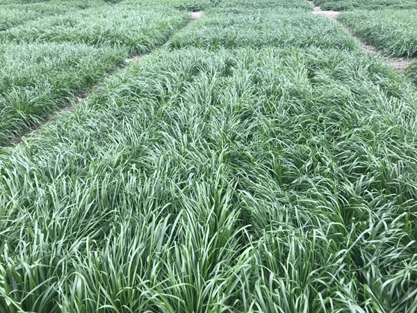 多倍體黑麥草<a href='http://m.wuzhouwash.com/' target='_blank'>種子</a>