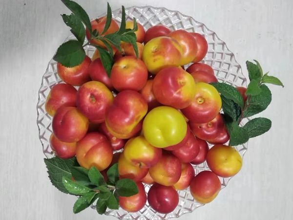 鈣果<a href='http://m.wuzhouwash.com/' target='_blank'>種子</a>
