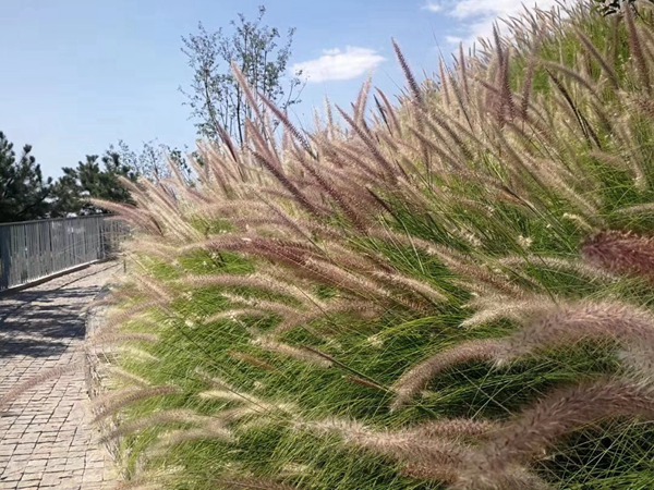 觀賞狼尾草種子