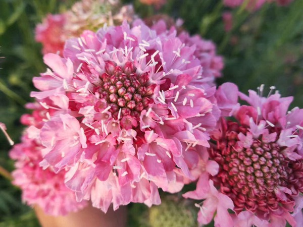 <a href='http://m.wuzhouwash.com/caohuazhongzi/16014.html' target='_blank'>紫盆花種子</a>