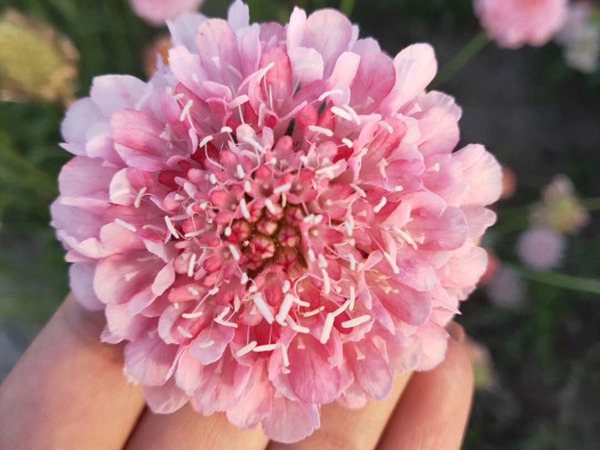 紫盆花<a href='http://m.wuzhouwash.com/' target='_blank'>種子</a>