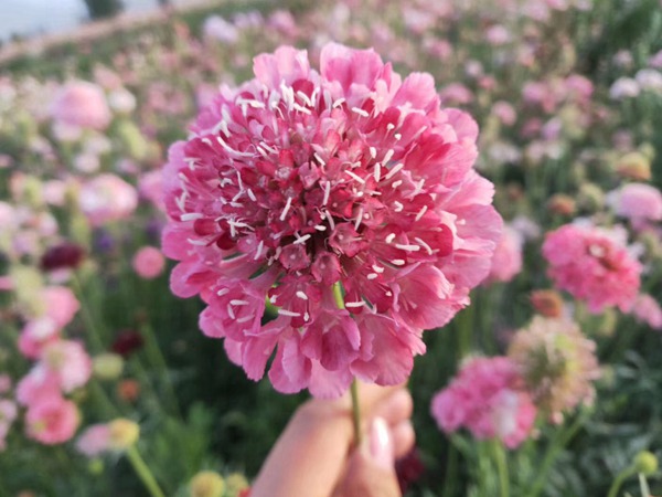 <a href='http://m.wuzhouwash.com/caohuazhongzi/16014.html' target='_blank'>紫盆花種子</a>