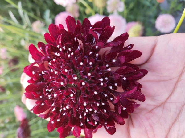 紫盆花種子