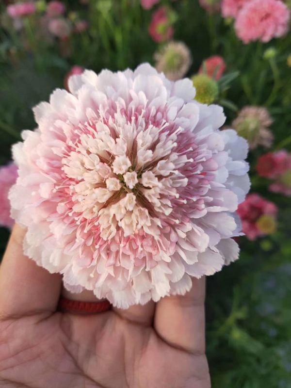 紫盆花種子