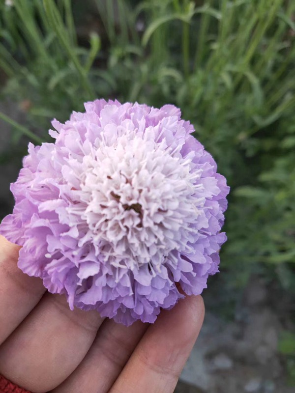紫盆花種子