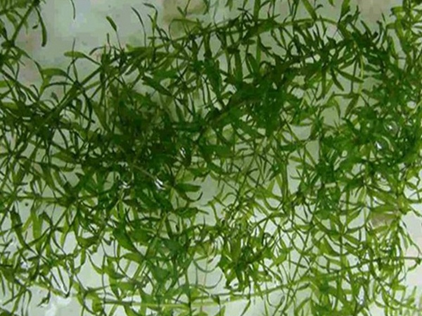 <a href='http://m.wuzhouwash.com/shuicaozhongzi/1865.html' target='_blank'>伊樂藻</a>