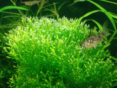 鹿角苔種子