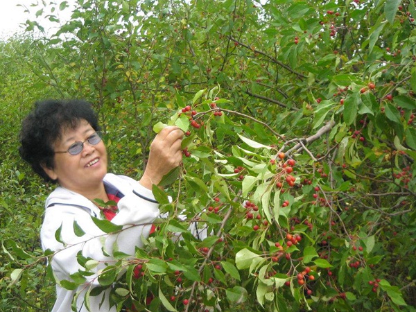 <a href='http://m.wuzhouwash.com/guoshuzhongzi/2184.html' target='_blank'>山丁子種子</a>