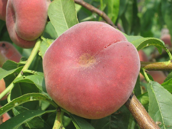 <a href='http://m.wuzhouwash.com/guoshuzhongzi/2183.html' target='_blank'>蟠桃種子</a>