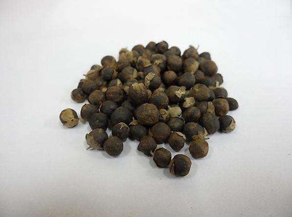 <a href='http://m.wuzhouwash.com/linmuzhongzi/2192.html' target='_blank'>蔓荊子種子</a>