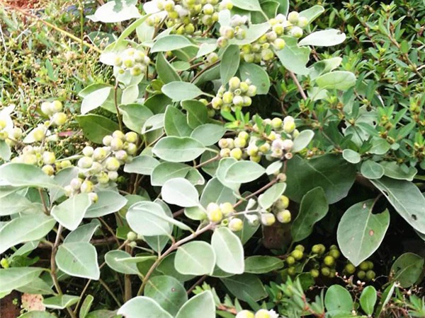 <a href='http://m.wuzhouwash.com/linmuzhongzi/2192.html' target='_blank'>蔓荊子種子</a>