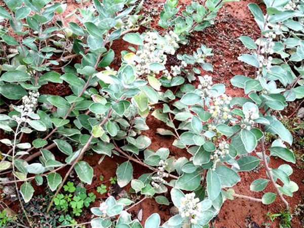 <a href='http://m.wuzhouwash.com/linmuzhongzi/2192.html' target='_blank'>蔓荊子種子</a>