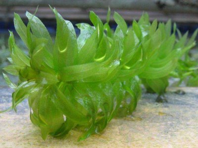 水蘊草種子