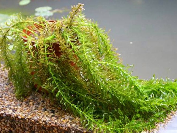 水蘊草