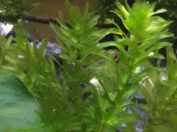 水蘊草