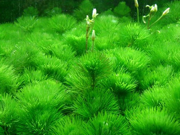 綠菊花