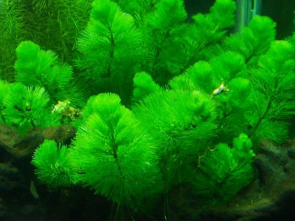 綠菊花