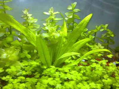 皇冠草種子
