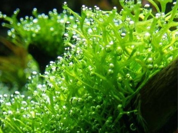 矮珍珠