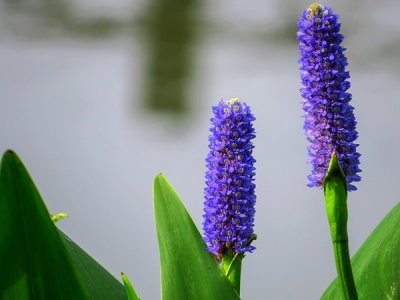 梭魚草種子