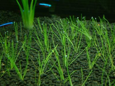牛毛氈植物種子