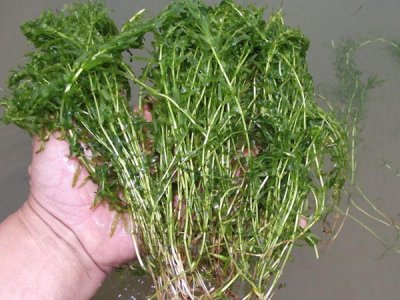 苦草種子