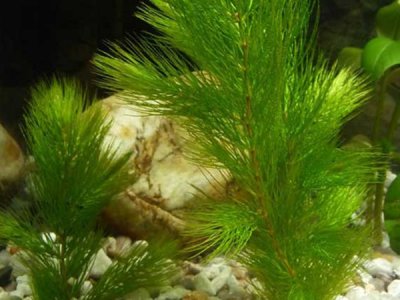 金魚藻種子
