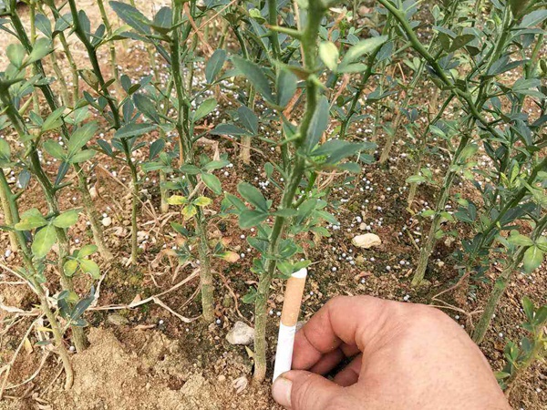 積殼