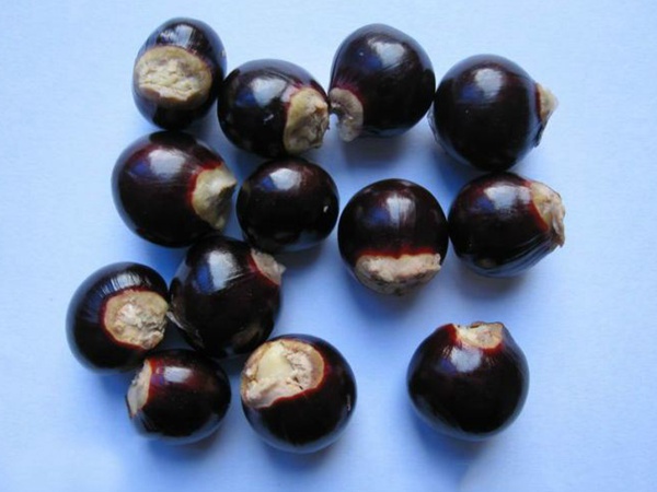 <a href='http://m.wuzhouwash.com/guoshuzhongzi/2180.html' target='_blank'>桂圓</a>