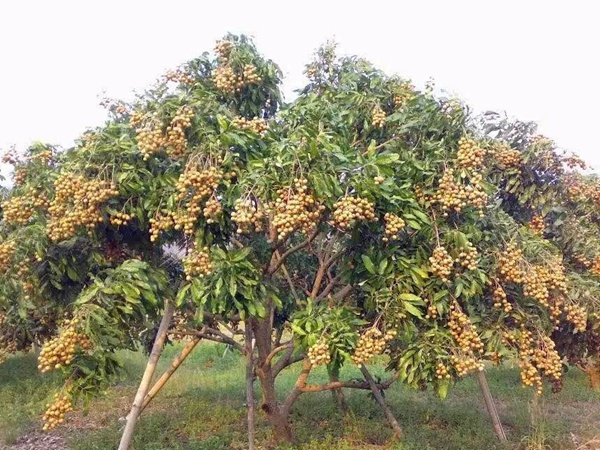 桂圓