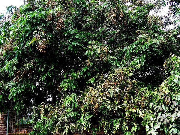 桂圓