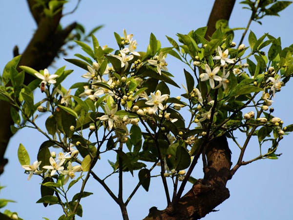 <a href='http://m.wuzhouwash.com/guoshuzhongzi/2179.html' target='_blank'>枸桔</a>