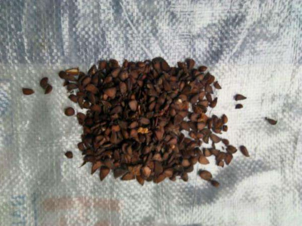 <a href='http://m.wuzhouwash.com/guoshuzhongzi/2178.html' target='_blank'>番木瓜種子</a>