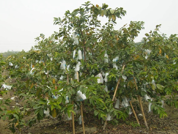 <a href='http://m.wuzhouwash.com/guoshuzhongzi/2175.html' target='_blank'>潘石榴</a>